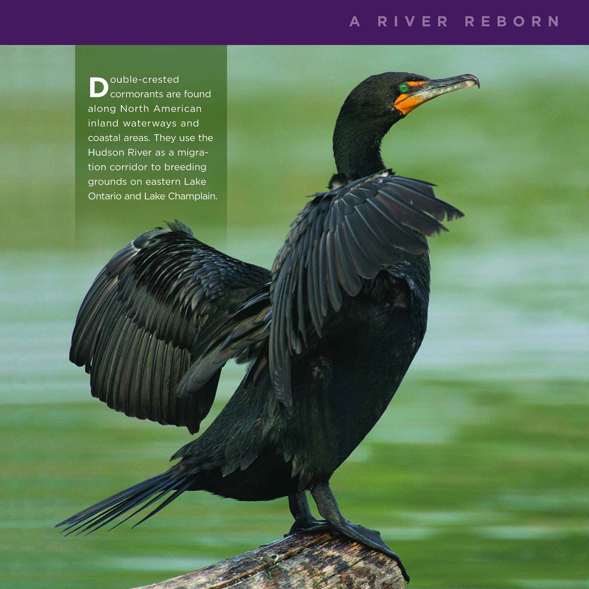 double-crested-cormorant